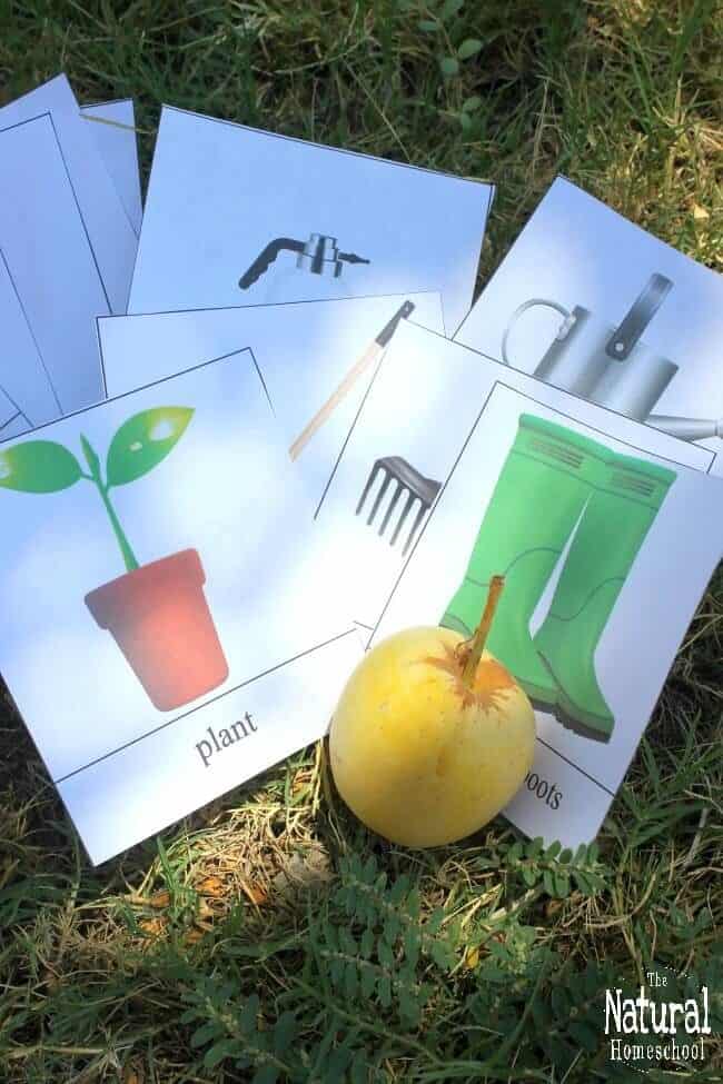 Fall will be here before we know it, so in the meantime, we will be using some awesome gardening ideas for kids! It includes a wonderful set of 3-part cards.