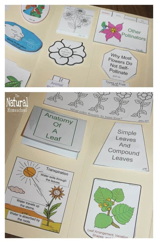 Take a look at how I am planning on using these Botany projects for kids this year to keep learning fun!