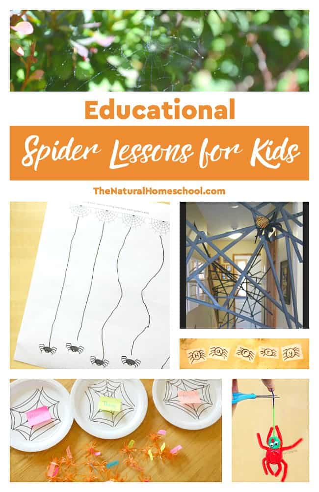In this post, we will share with you some awesome spider lessons for kids to enjoy and learn with! Come and take a look at this wonderful list of educational spider lessons.