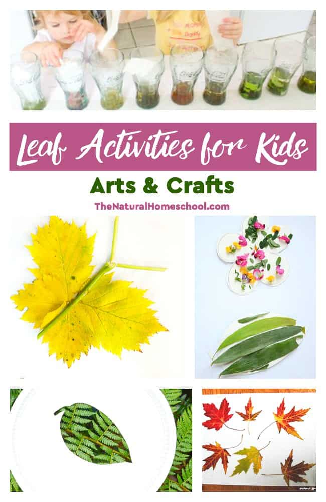 In this post, we share a great list of leaf activities for kids. It includes hands-on and sensory activities, as well as some great leaf arts & crafts.
