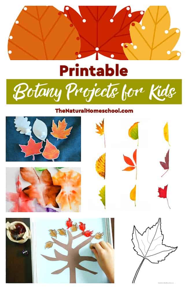 Check out this list of awesome printable Botany projects for kids to do hands-on learning! We also love the second list of printable leaf activities for kids to learn more!