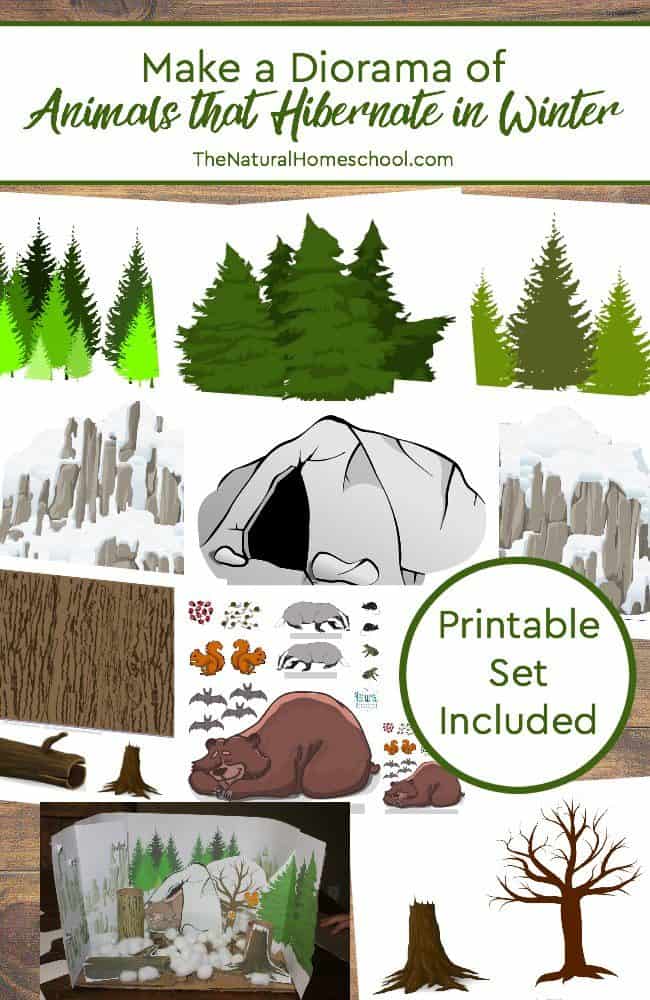 In this post, we will show you how to make a diorama of animals that hibernate in Winter! It is the perfect afternoon craft to make on out cold wintry afternoon. It is the perfect activity to add to our animals in Winter.