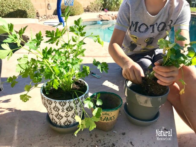 In this post, we will show you how we plant a garden of potted herbs and also fruit and vegetable plants on the ground. We also used some how to plant a garden set of printable 3-part cards to help the kids remember the order of things.