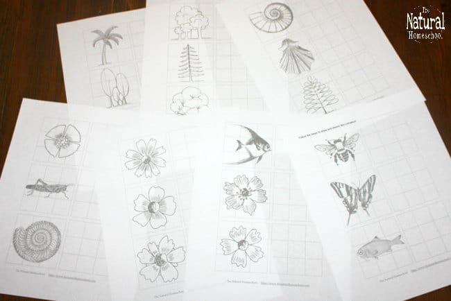 In our famous artists for kids series, we learn something new about every artist. Let's skip over the Linnaeus system of classification this time and jump over to the artistic side of his life. We will learn to make sketches and drawings like Linnaeus with this awesome set of printable pages!