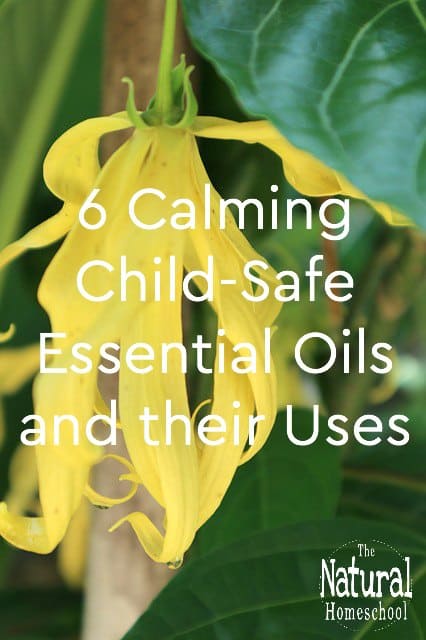 Children can also use essential oils for health and for a better life. Here are 6 calming child-safe essential oils and their uses.