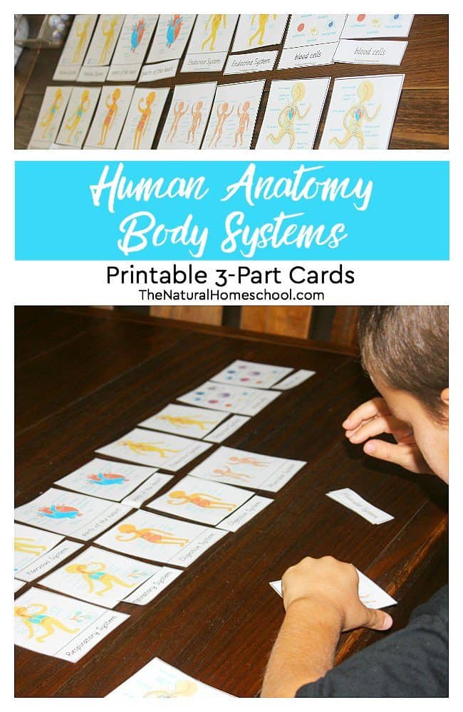 In this post, we will be talking about the Human Body Systems printable 3-part cards that we used as an enrichment activity after our lesson.