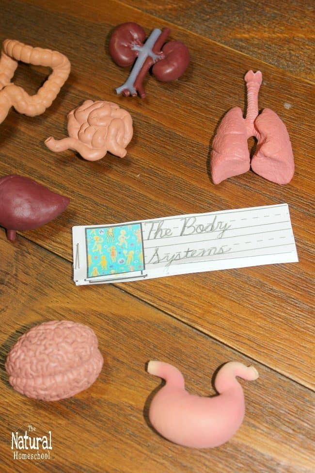 Kids will love to learn about anatomy with The Human Body System Bundle! It includes 8 amazing activities that are easy to follow and full of fun.