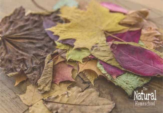 Today, we share with you 10 Fall nature activities. We also include 2 free Fall printable pictures set at the end of this post, so be sure to take those.