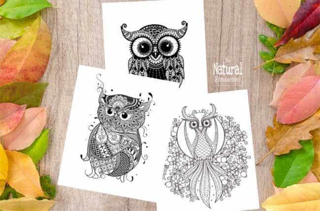Take a look at these beautiful Fall printable pictures of 5 beautiful owls that kids can just color or they can transform into an amazing work of art.