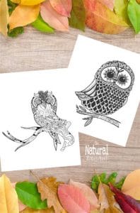 Fall Printable Pictures of 5 Beautiful Owls - The Natural Homeschool