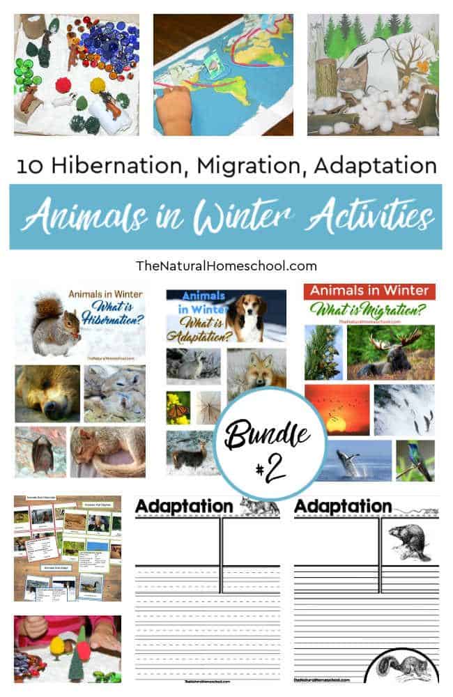 We use animals in Winter printables to make our studies a lot easier. Here, we will show you 10 Hibernation, Migration, Adaptation Activities! It's Bundle #2!