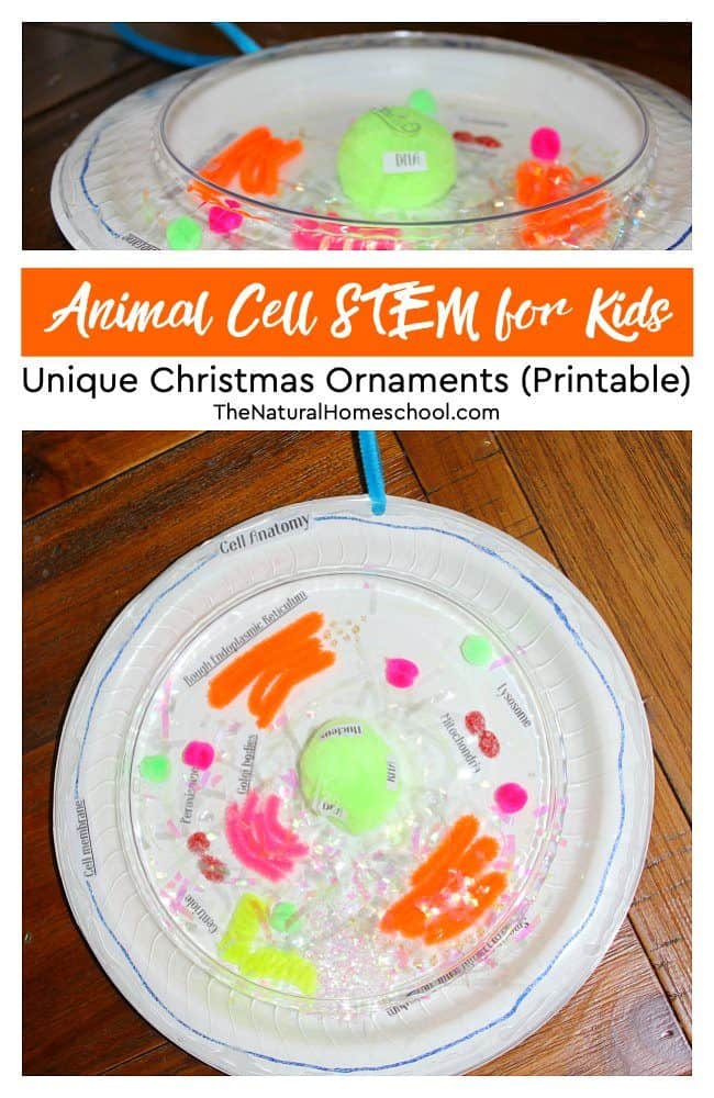 In this post, we will be focusing on animal cell STEM for kids by making unique Christmas ornaments. They are super cool and can be very festive. This post includes printable labels for the personalized Christmas ornaments you make, just read on.