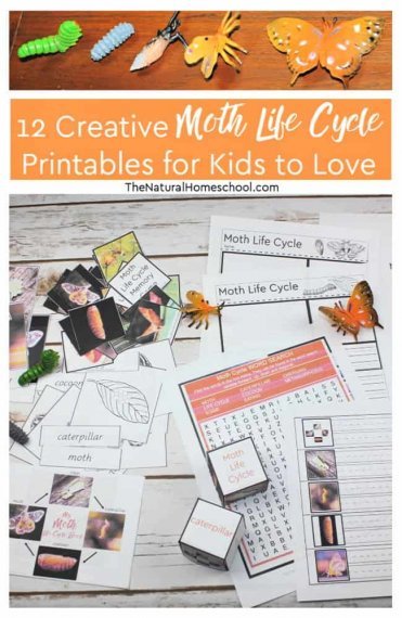12 Creative Moth Life Cycle Printables for Kids to Love - The Natural ...