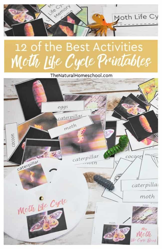 If you are like me and you have been looking for moth life cycle printable activities that kids can do to learn more about metamorphosis, then look no further!