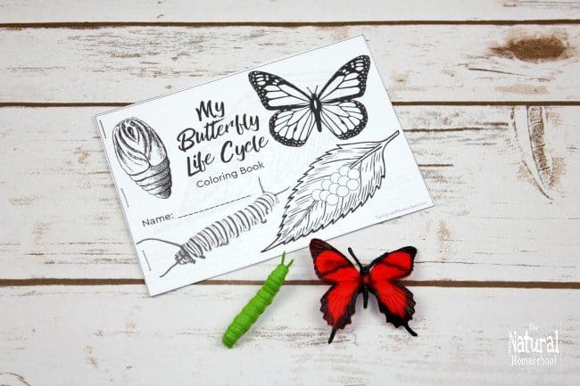 You can get some freebies today and also get the chance to get the units on moth and butterfly life cycle printables for kids to learn and love!