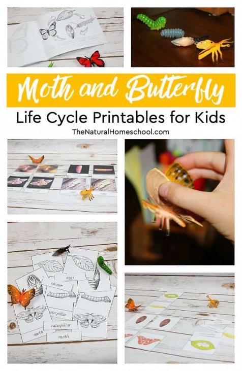 The Best Moth and Butterfly Life Cycle Printables in the World - The ...