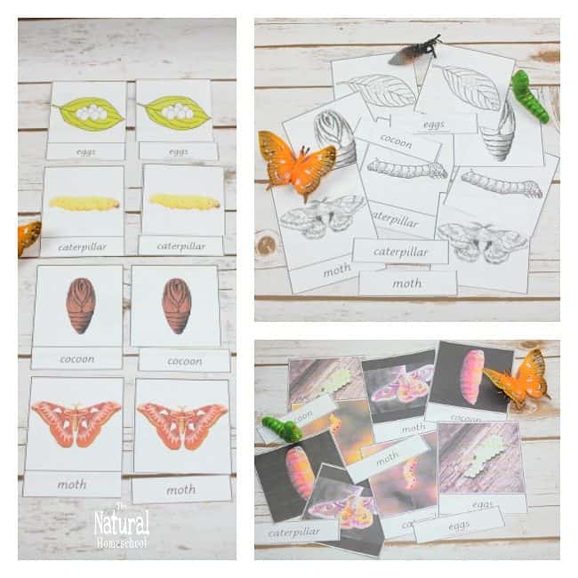 If you have been searching for some fun hands-on moth life cycle craft ideas that kids can make to learn more about metamorphosis, then this is the bundle for you!