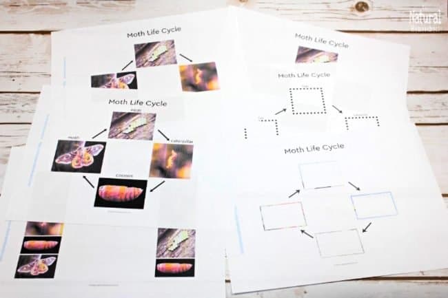 If you are like me and you have been looking for moth life cycle printable activities that kids can do to learn more about metamorphosis, then look no further!