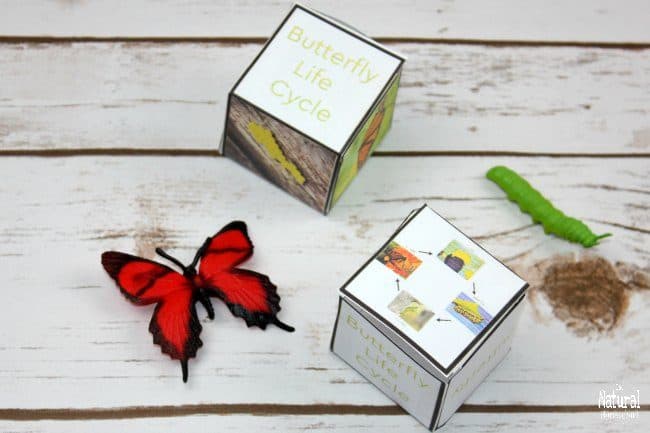 I am excited about making fun butterfly life cycle educational activities with my kids! Check out 12 of the greatest life cycle of a butterfly printables!