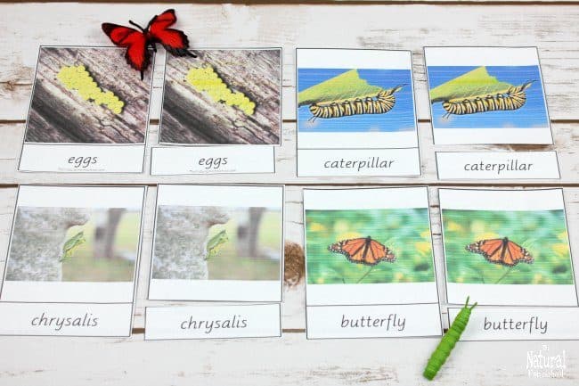 I am excited about making fun butterfly life cycle educational activities with my kids! Check out 12 of the greatest life cycle of a butterfly printables!