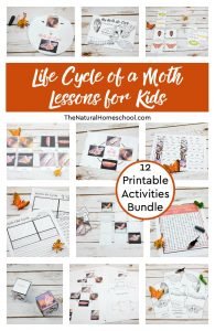 Moth Life Cycle for Kids ~ 12 Printable Activities - The Natural Homeschool