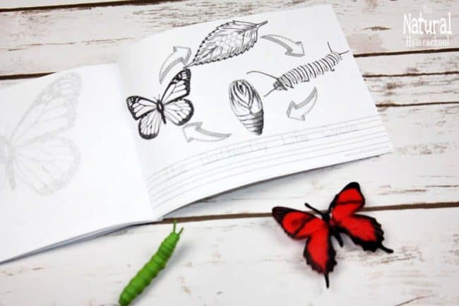 This Sensational Butterfly Life Cycle Book Printable Will Blow Your Mind The Natural Homeschool