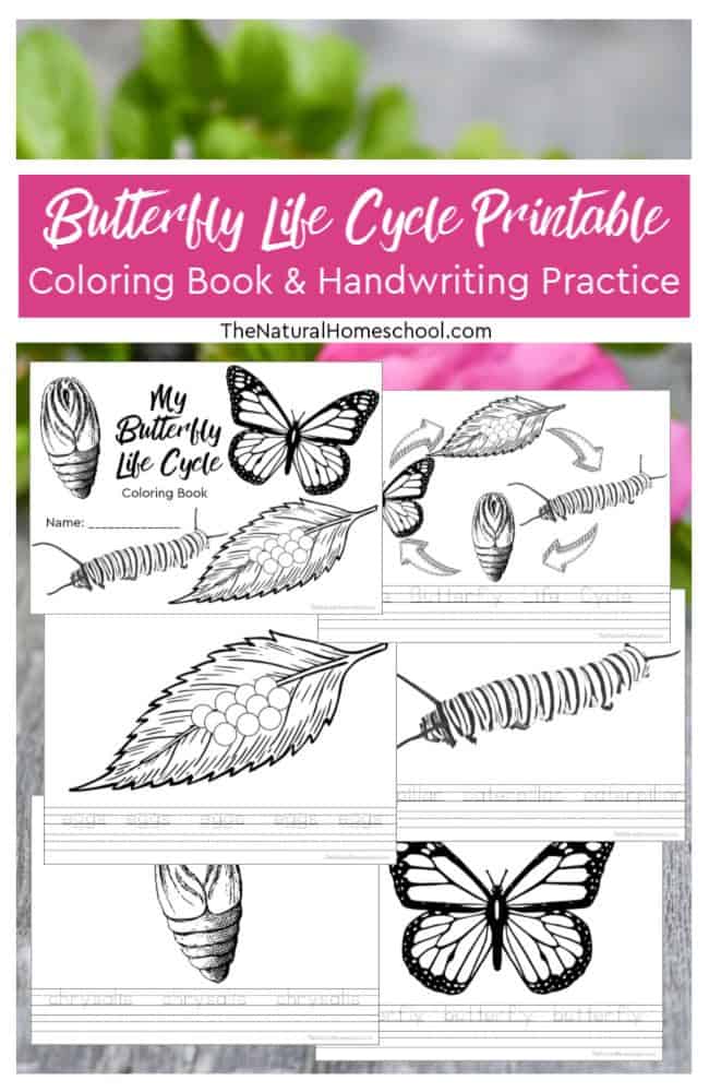 In this post, I will be sharing with you some precious activities and ideas for you to teach your kids about the miracle of metamorphosis! This sensational butterfly life cycle book printable will blow your mind! Here is our butterfly life cycle lesson plan!