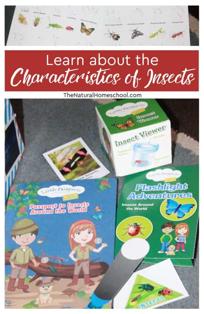 In this post, I will show you several beautiful ways to learn about the characteristics of insects, including fun hands-on activities. I hope you enjoy it as much as we did!