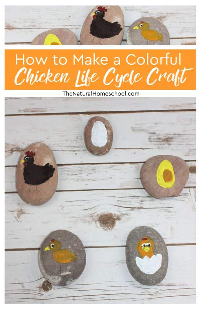 The stages of chicken are eggs, hatchlings, chicks, adolescent chickens and adult chickens. In this post, we will learn how to make a colorful chicken life cycle craft with kids.