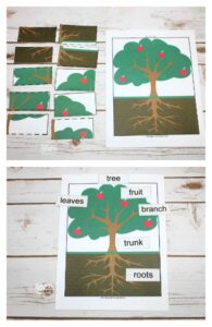 2 Free Printable Montessori Botany Lessons for Kids to Love - The ...