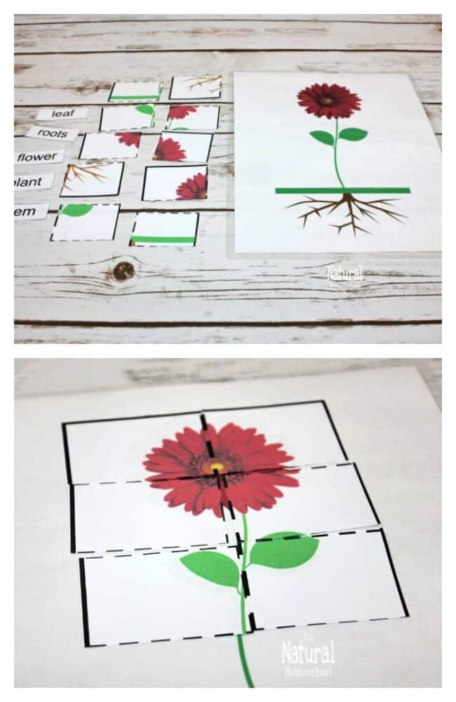 Come and take a look at our 2 free printable Montessori Botany lessons for kids to love! We hope you enjoy these ideas and that your children will learn about plants and trees.