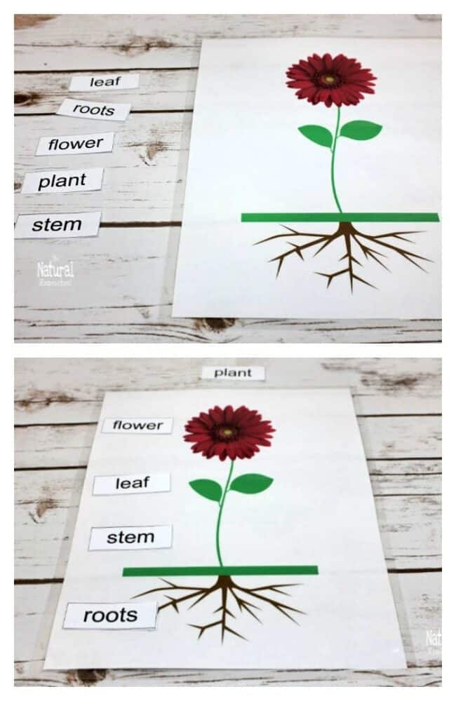 Come and take a look at our 2 free printable Montessori Botany lessons for kids to love! We hope you enjoy these ideas and that your children will learn about plants and trees.