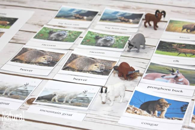 Here is part of our lesson on animals from North America. Read on to see our terrific photos of animals of North America Montessori printables!