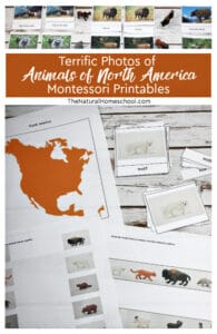 Montessori Zoology: Animals of North America (Free Printables)