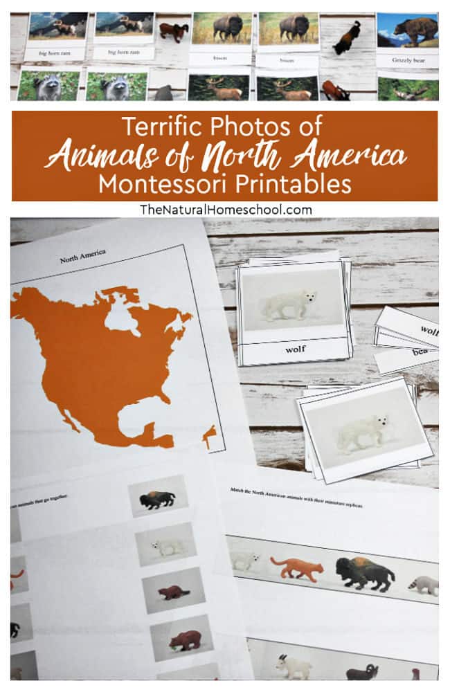 Here is part of our lesson on animals from North America. Read on to see our terrific photos of animals of North America Montessori printables!