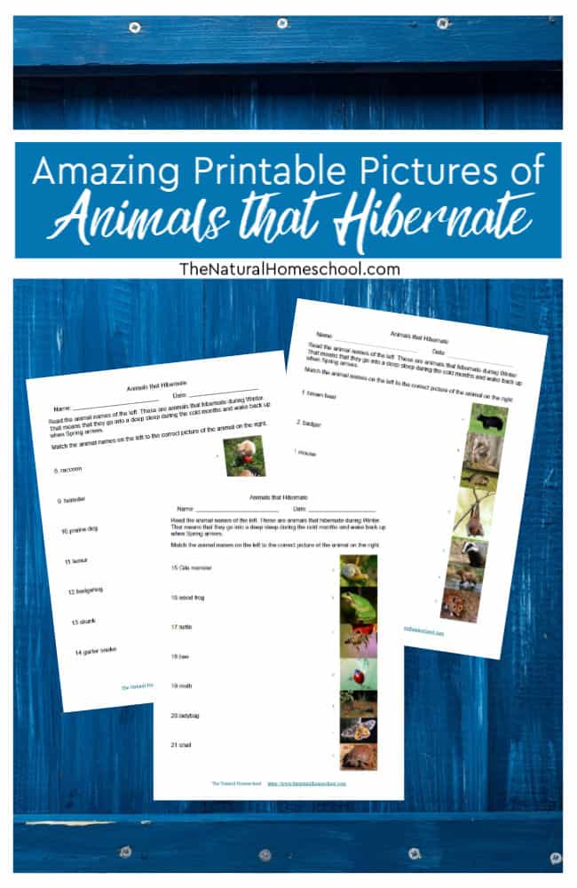 Come and take a look at this printable activity about matching names and pictures of animals that hibernate.