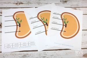 Montessori Botany Activities ~ Parts of a Seed Printable Bundle - The ...