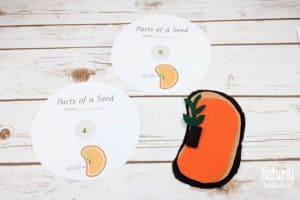 Montessori Botany Activities ~ Parts of a Seed Printable Bundle - The ...