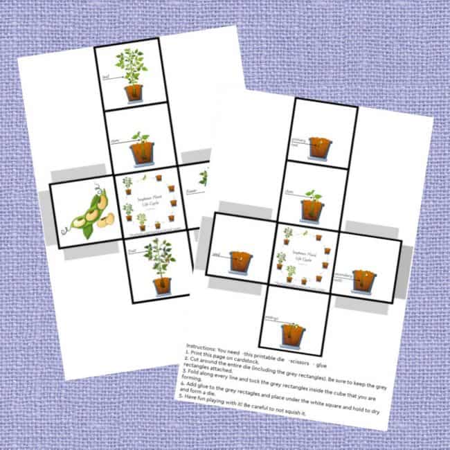 Come and take a look at our fantastic printable Soybean Plant Life Cycle Worksheets and Activity Set that your kids will love!
