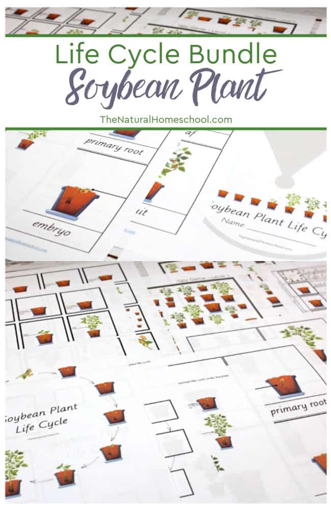 Let me tell you about this Soybean Plant Life Cycle for Kids. It is truly a great printable plant life cycle bundle!