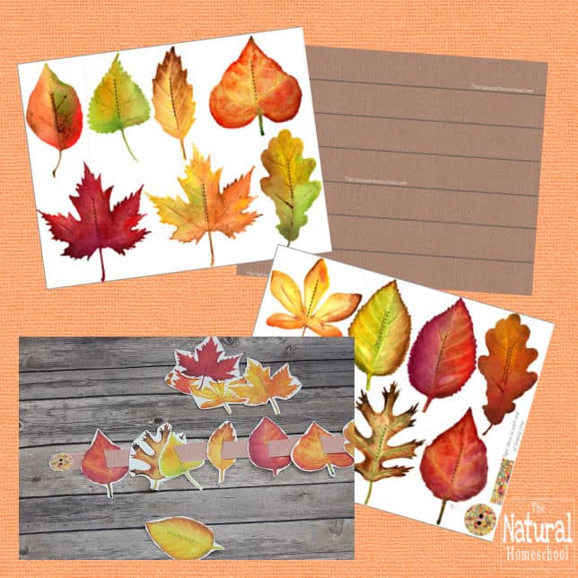 Fall is around the corner and you need to be ready with some really awesome activities for your kids! It's our favorite season and you can make it extra special with these 10 Fall Montessori printables for kids!