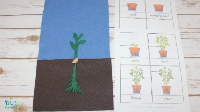 In this post, we will be talking about the plant life cycle for kids that is interactive and hands-on. Instead of getting a plant life cycle worksheet, why not make an easy felt craft?