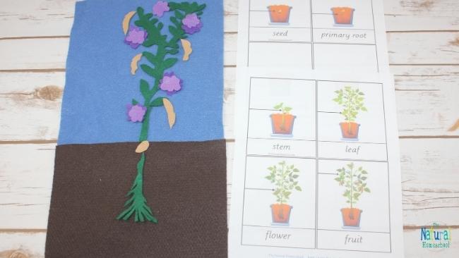 In this post, we will be talking about the plant life cycle for kids that is interactive and hands-on. Instead of getting a plant life cycle worksheet, why not make an easy felt craft?