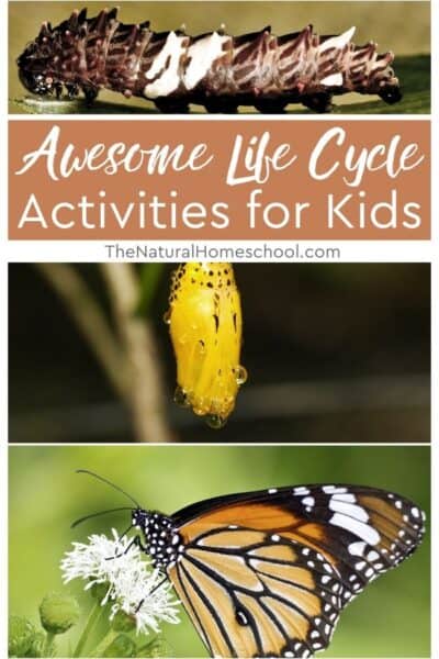 Here are some fantastic hands-on activity ideas for teaching children about different life cycles. Check them out!