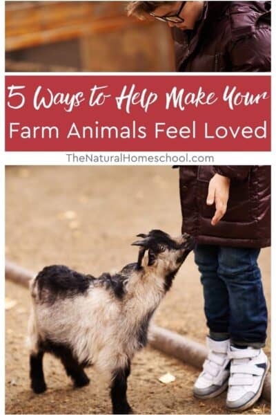 In cases where you own farm animals, and they’re simply your pets, they need to know they feel loved.