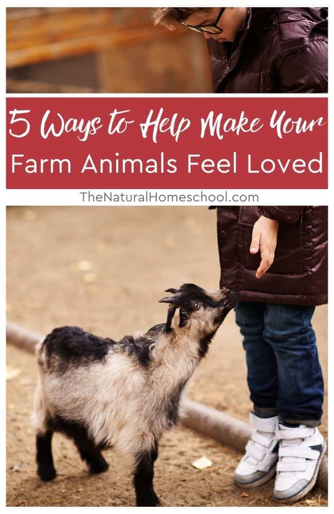5 Ways to Help Make Your Farm Animals Feel Loved