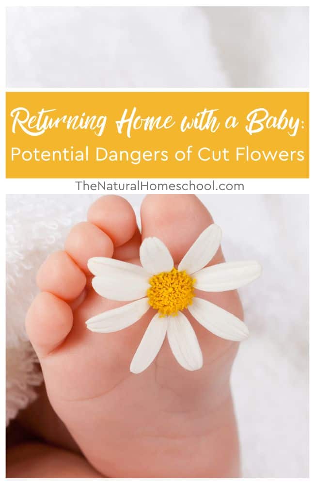 When choosing cut flowers for mom and little baby, you should study the types of plants that you should not give.