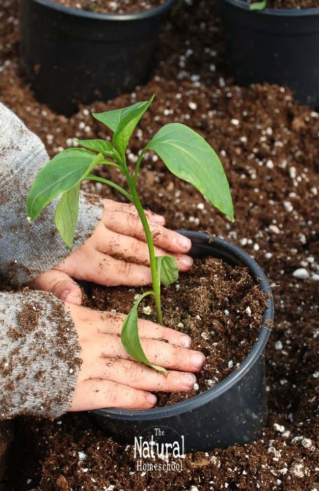 For homeschooling families, these nature-based activities can be more than just sparks of curiosity; they become teaching opportunities.